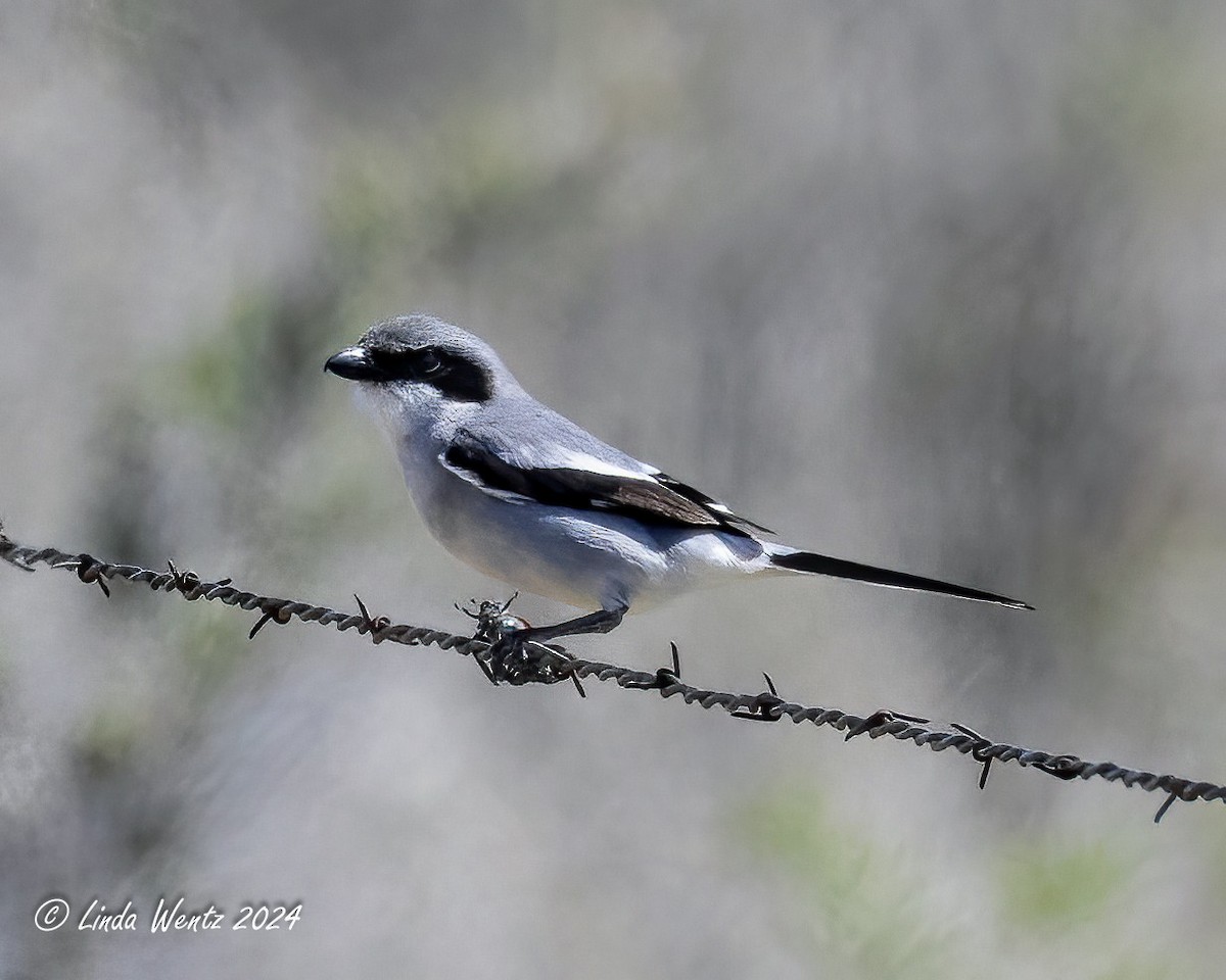 Loggerhead Shrike - Linda Wentz