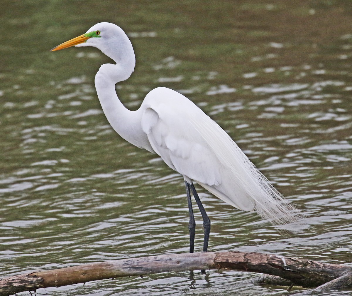 Great Egret - Galen  Stewart