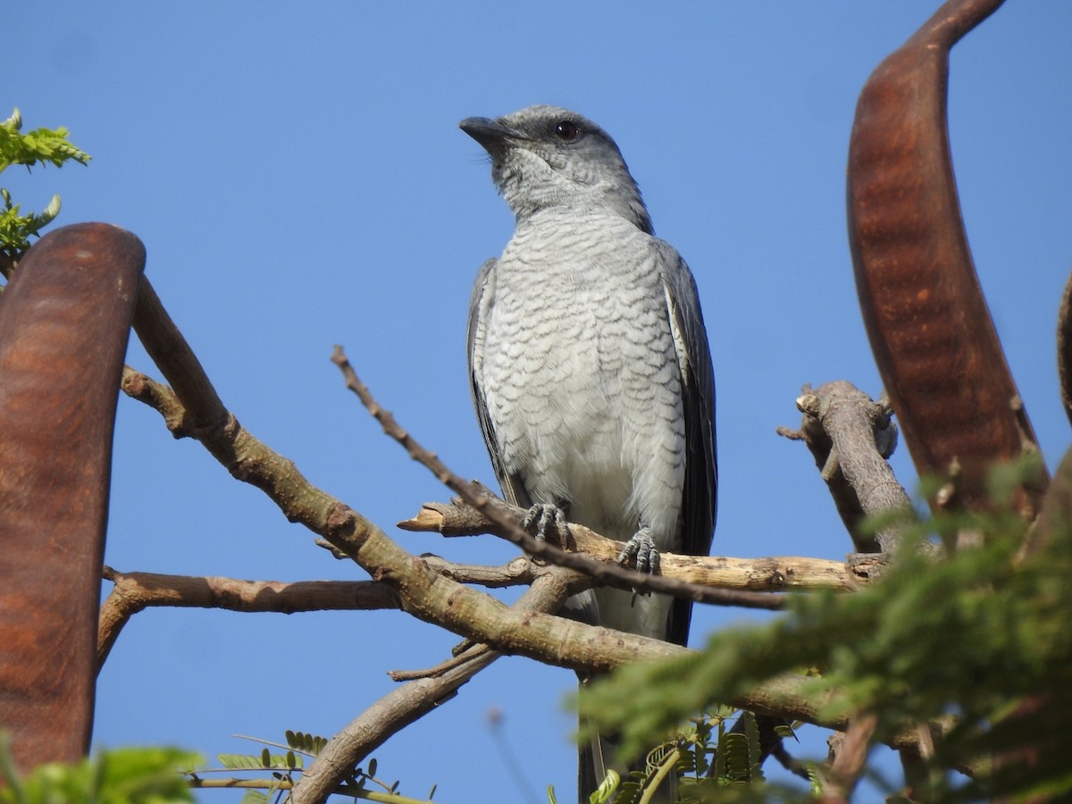 Large Cuckooshrike - Ranjeet Singh