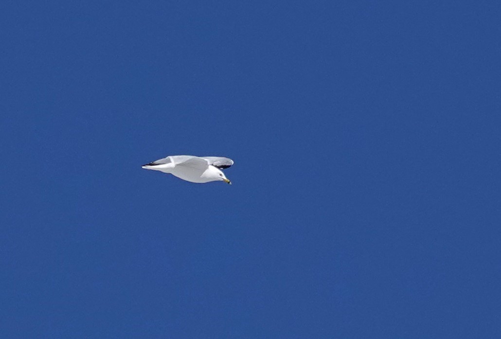 Ring-billed Gull - ML616800894