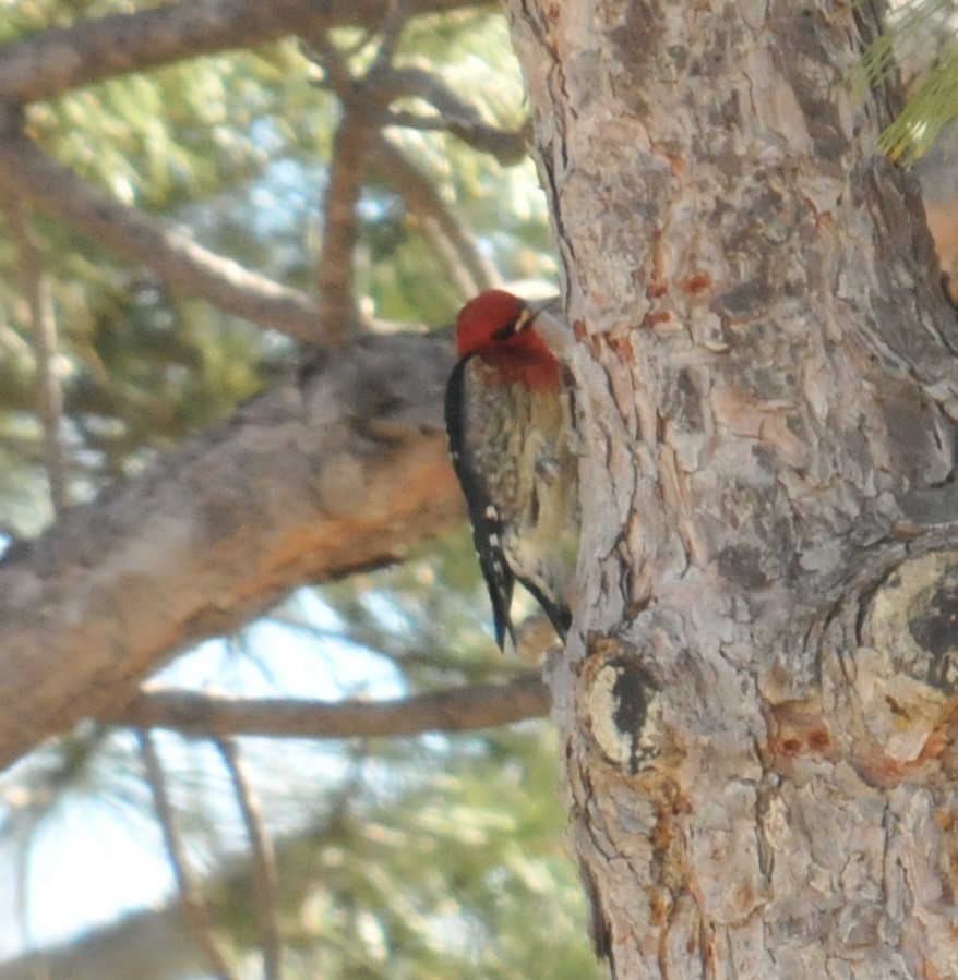 Red-breasted Sapsucker - Doug Faulkner