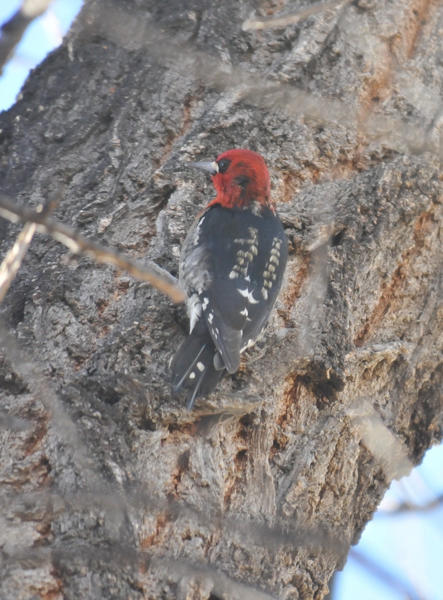 Red-breasted Sapsucker - Doug Faulkner