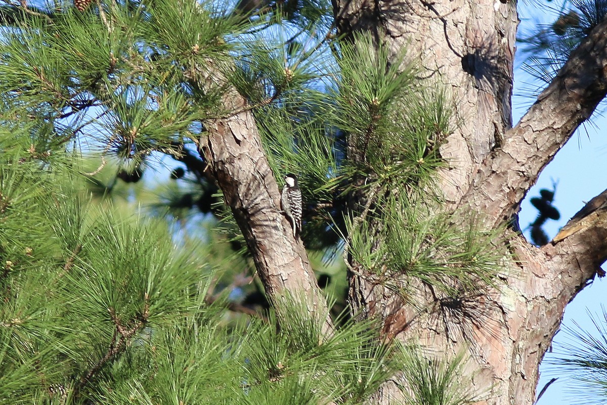 Red-cockaded Woodpecker - ML616800927
