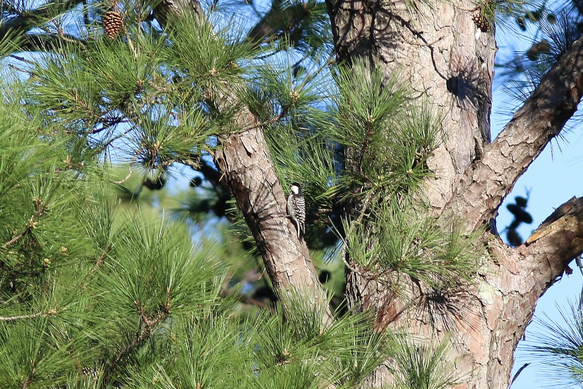 Red-cockaded Woodpecker - ML616800929
