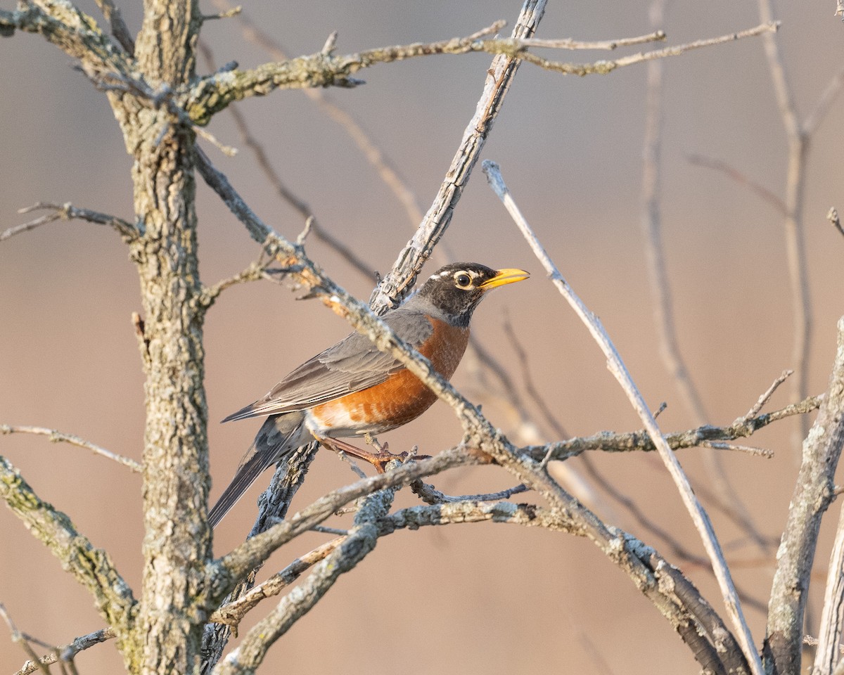 American Robin - ML616800934