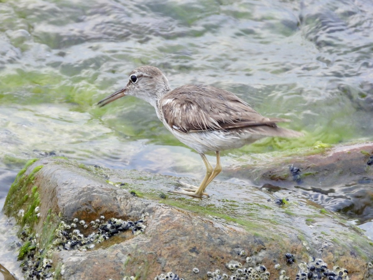 Spotted Sandpiper - ML616801011