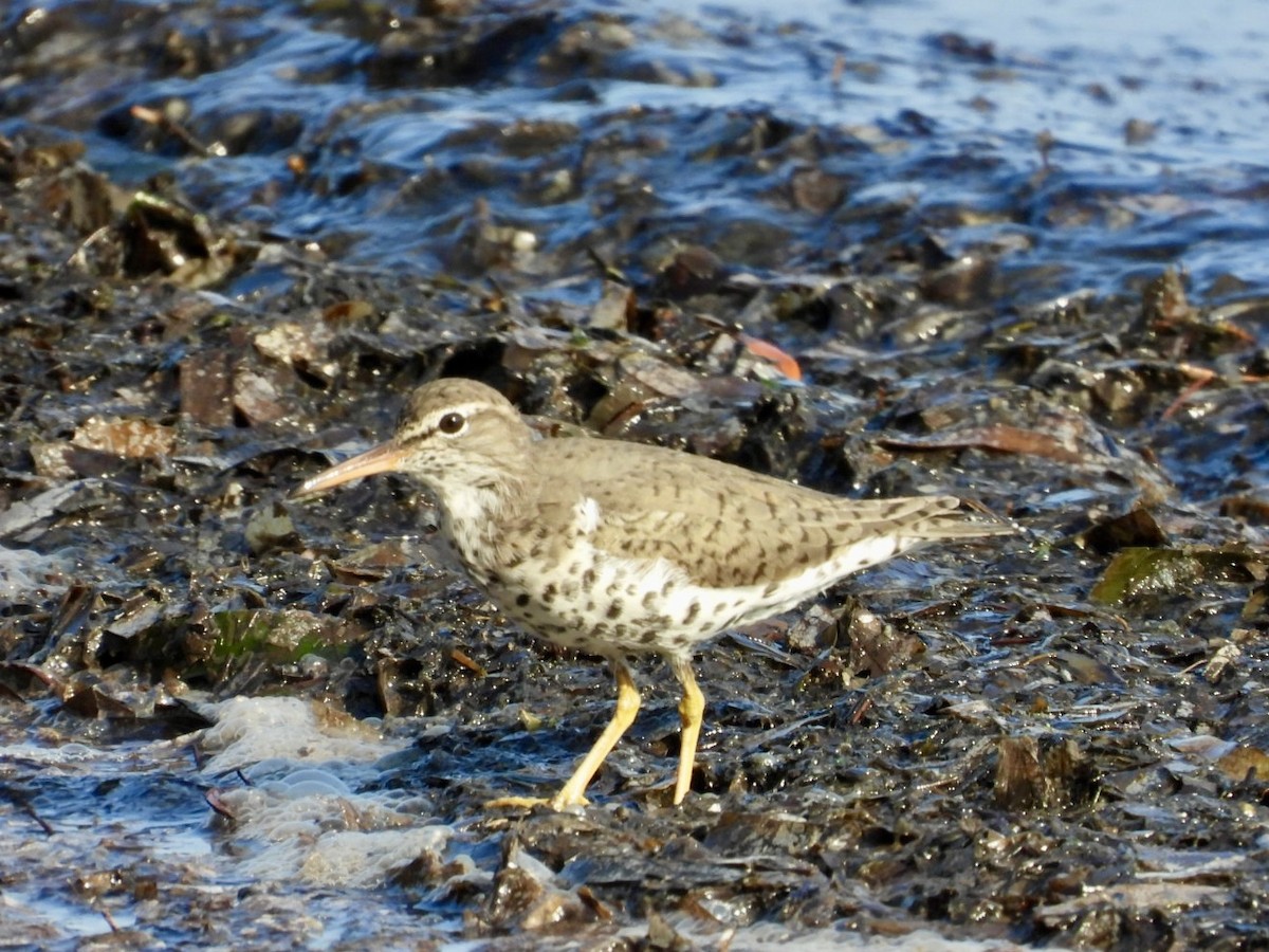 Spotted Sandpiper - ML616801012