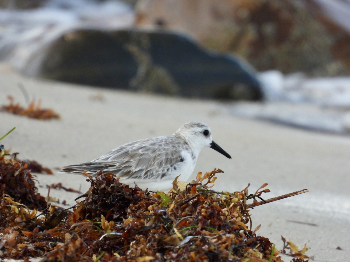 Sanderling - Kelsey Plett