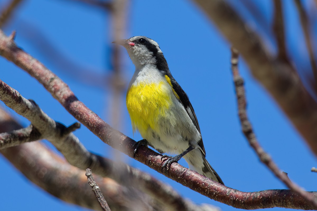 Sucrier à ventre jaune - ML616801038