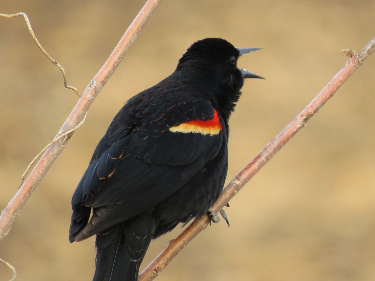 Red-winged Blackbird - Cindy Rein