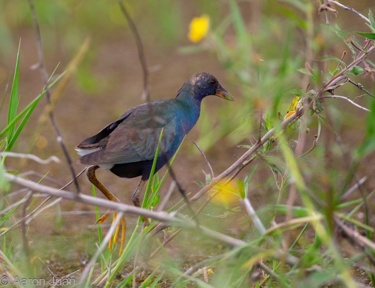 Purple Gallinule - ML616801068