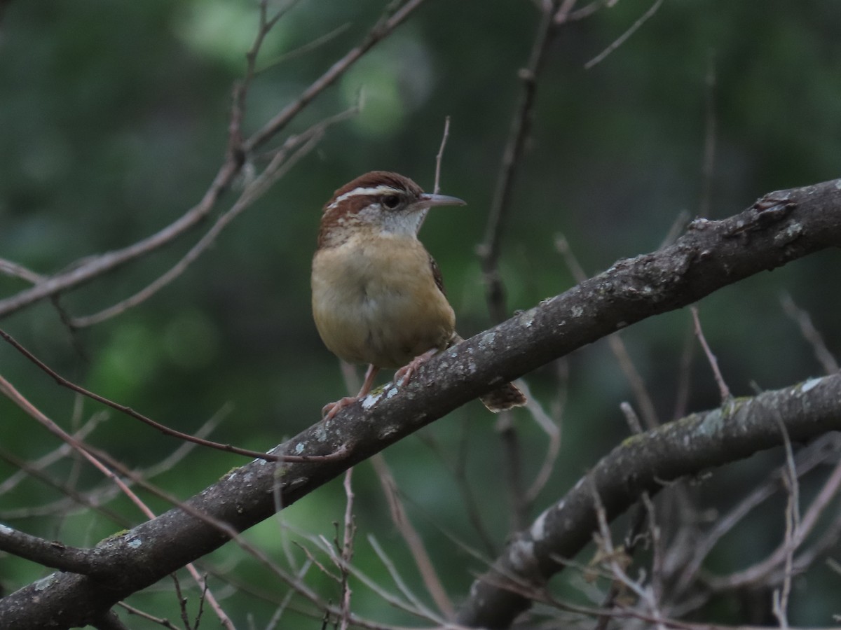 Carolina Wren - Bryant Olsen