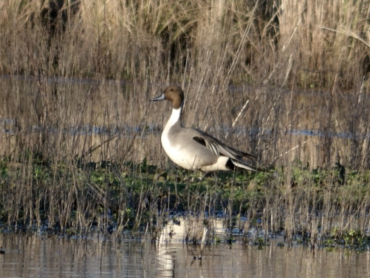 Northern Pintail - ML616801094