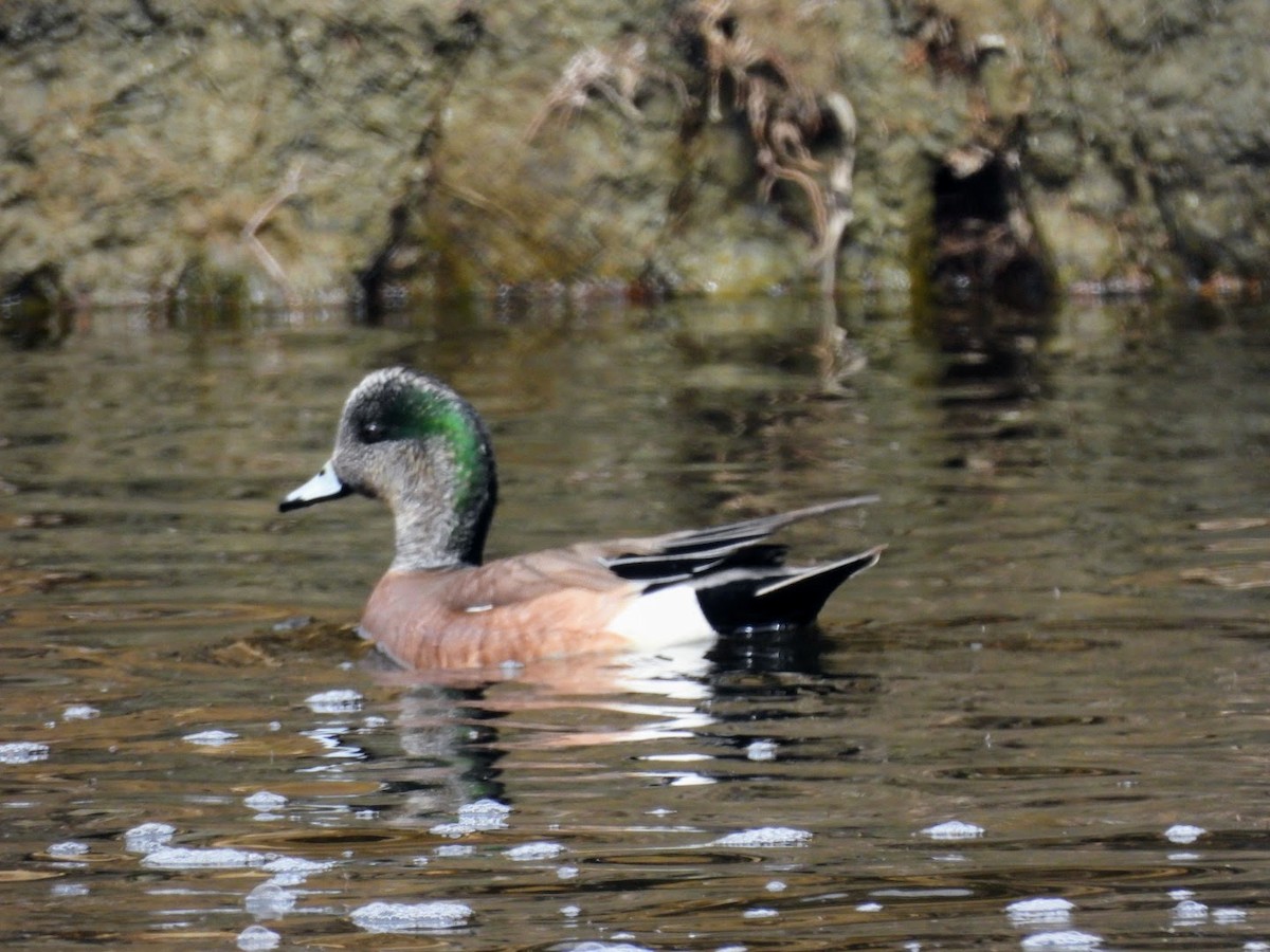 American Wigeon - ML616801114