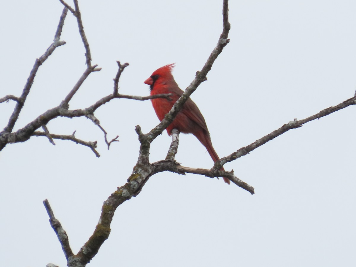 kardinál červený [skupina cardinalis] - ML616801119