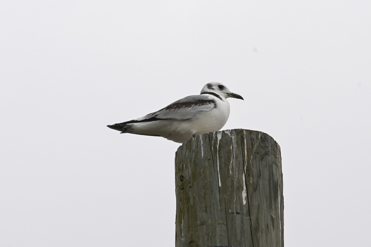 Mouette tridactyle - ML616801121