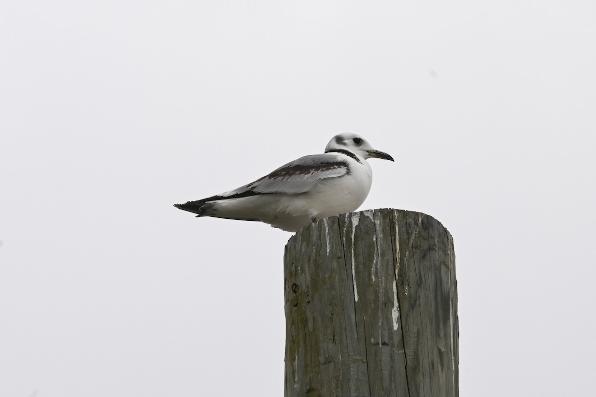 Mouette tridactyle - ML616801124