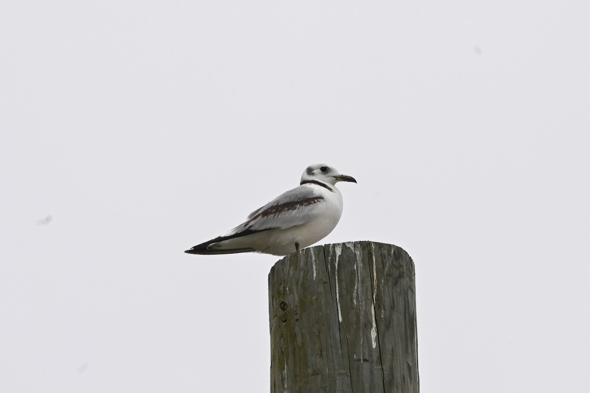 Mouette tridactyle - ML616801125