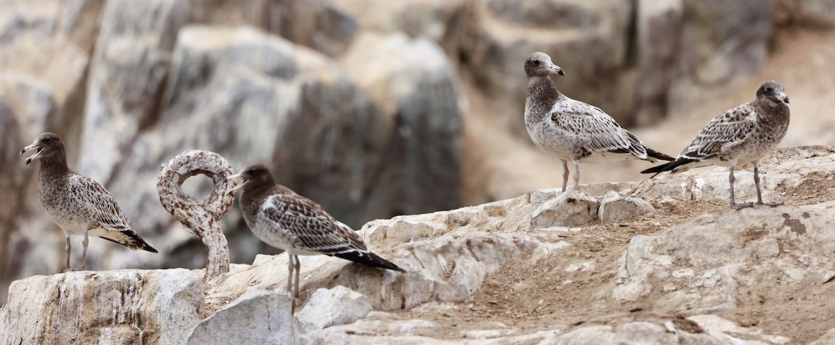 Belcher's Gull - ML616801168