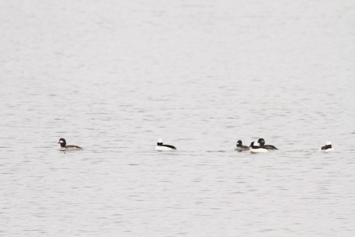 Bufflehead - Rodney Strayer