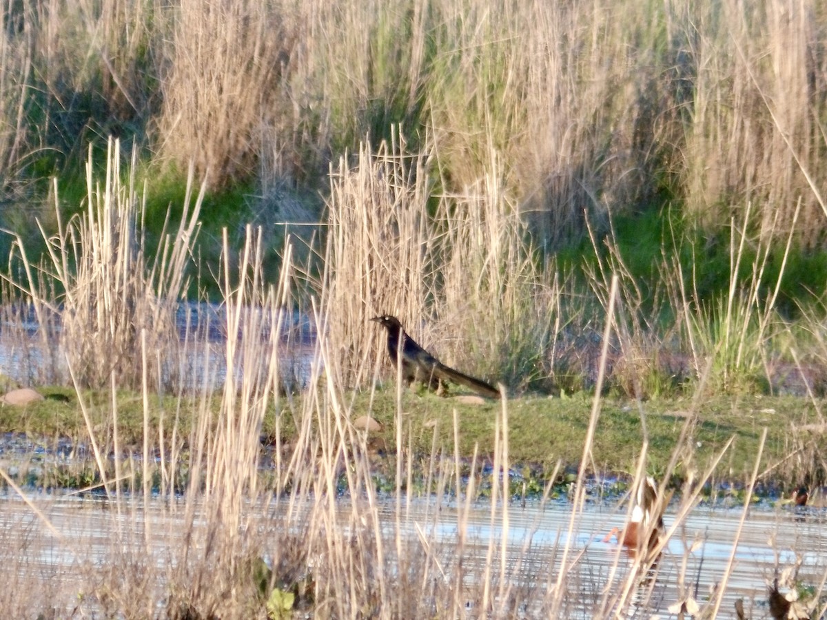 Great-tailed Grackle - ML616801190