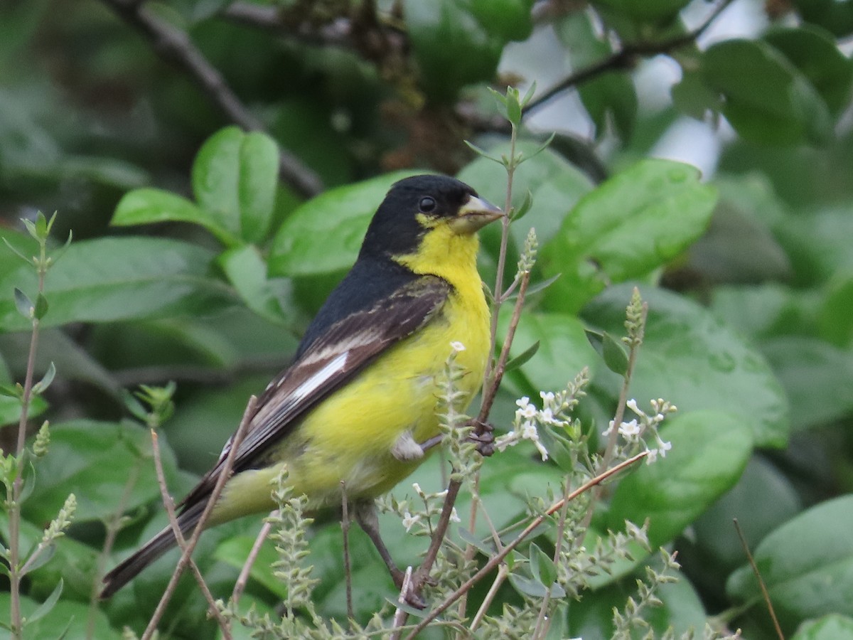 Lesser Goldfinch - ML616801194