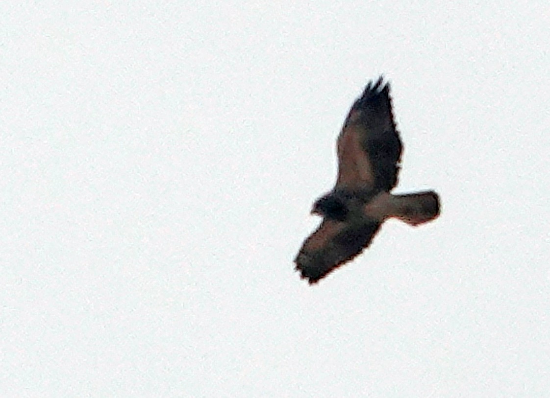 Swainson's Hawk - ML616801254