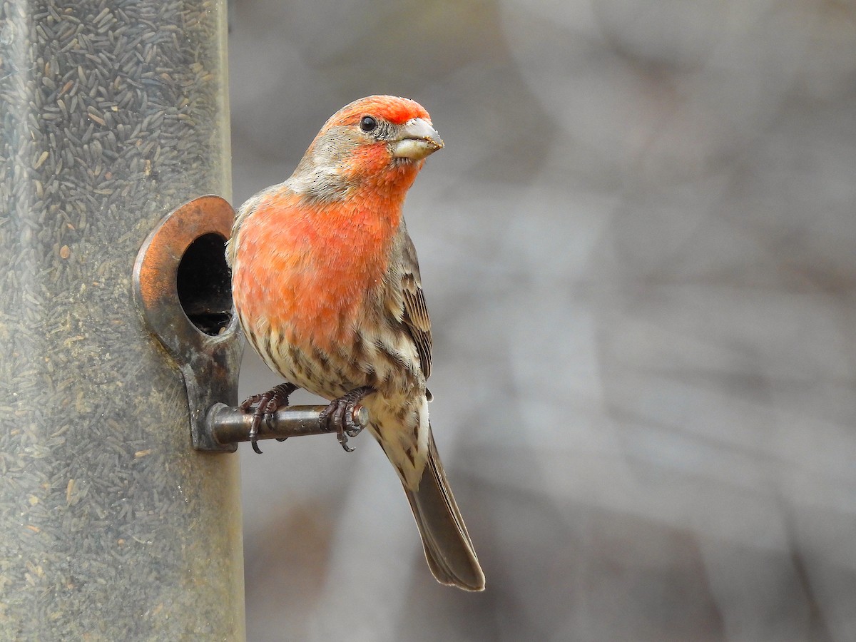 House Finch - ML616801257