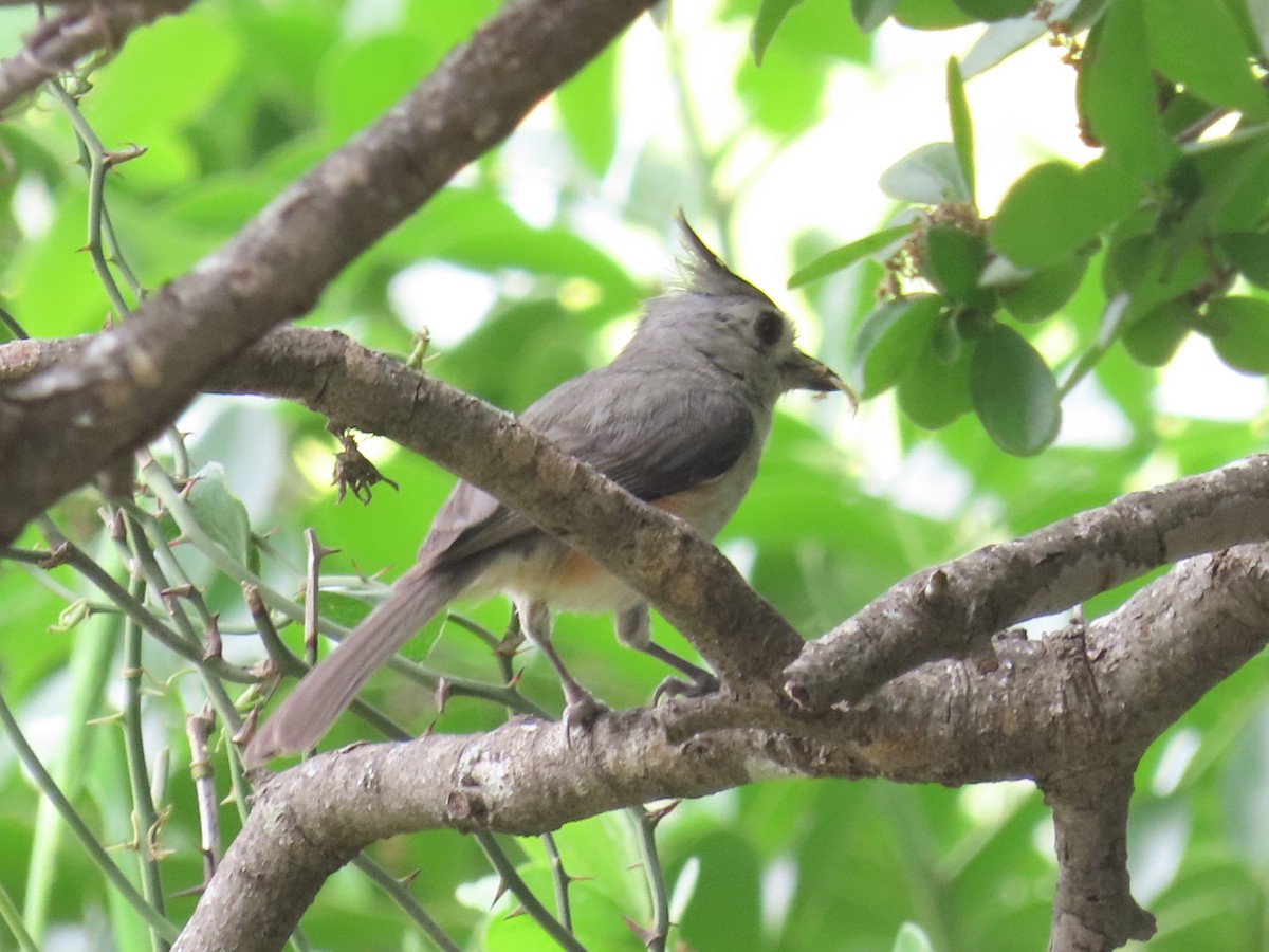 Black-crested Titmouse - ML616801290