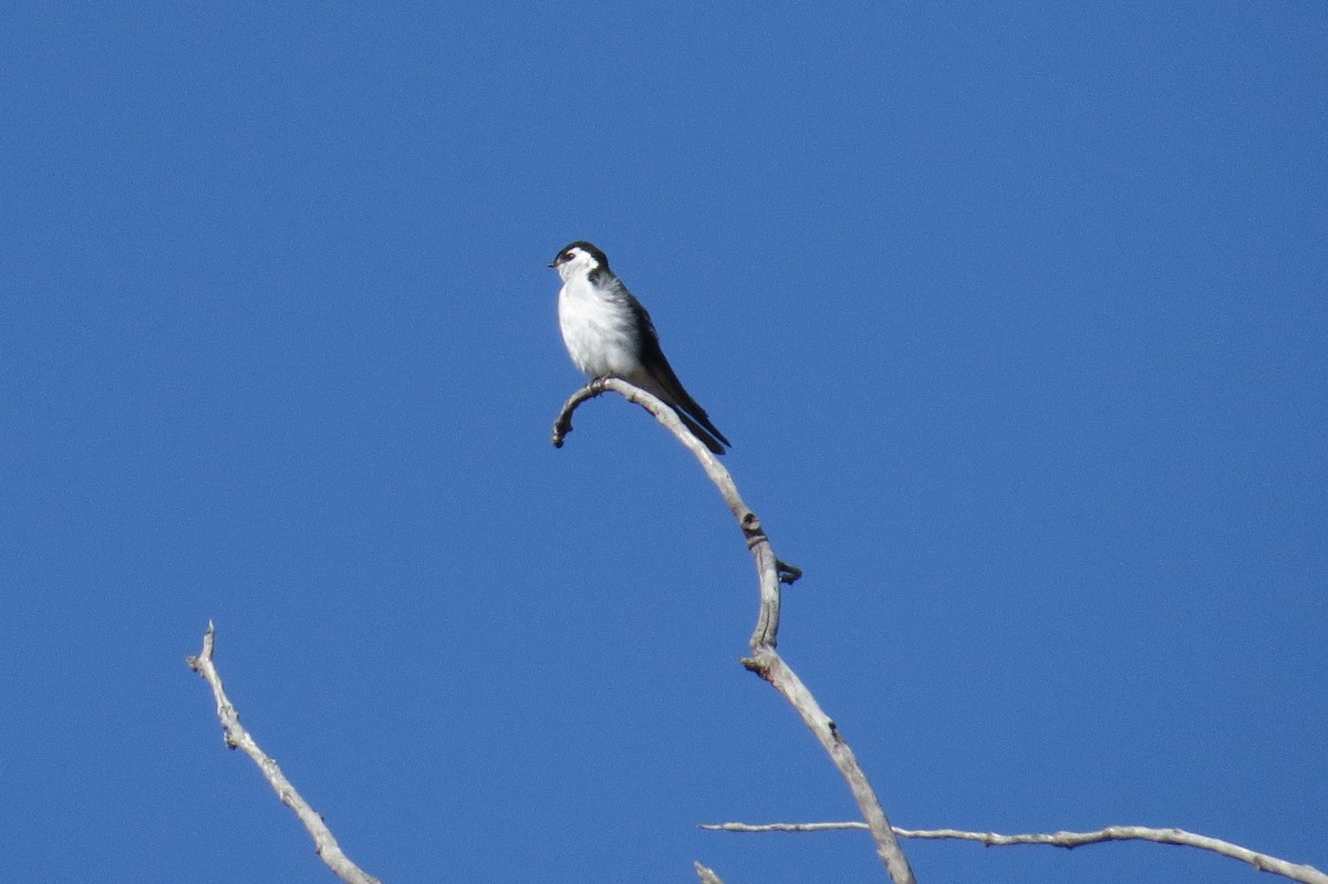 Hirondelle à face blanche - ML616801291