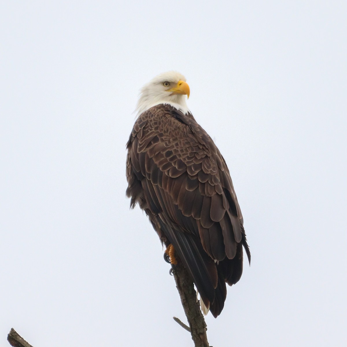 Bald Eagle - ML616801322