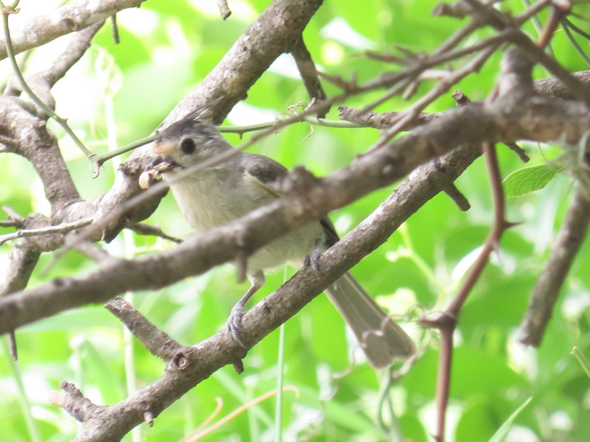 Black-crested Titmouse - ML616801323