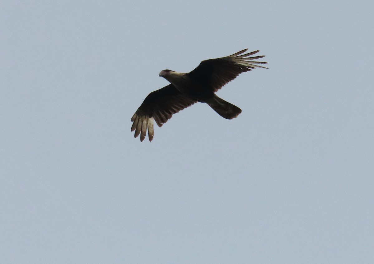 Crested Caracara (Northern) - ML616801335