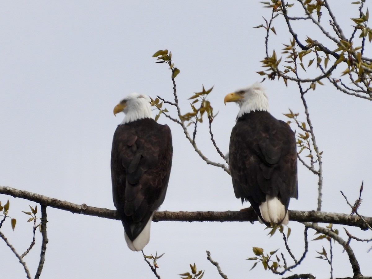 Bald Eagle - ML616801345