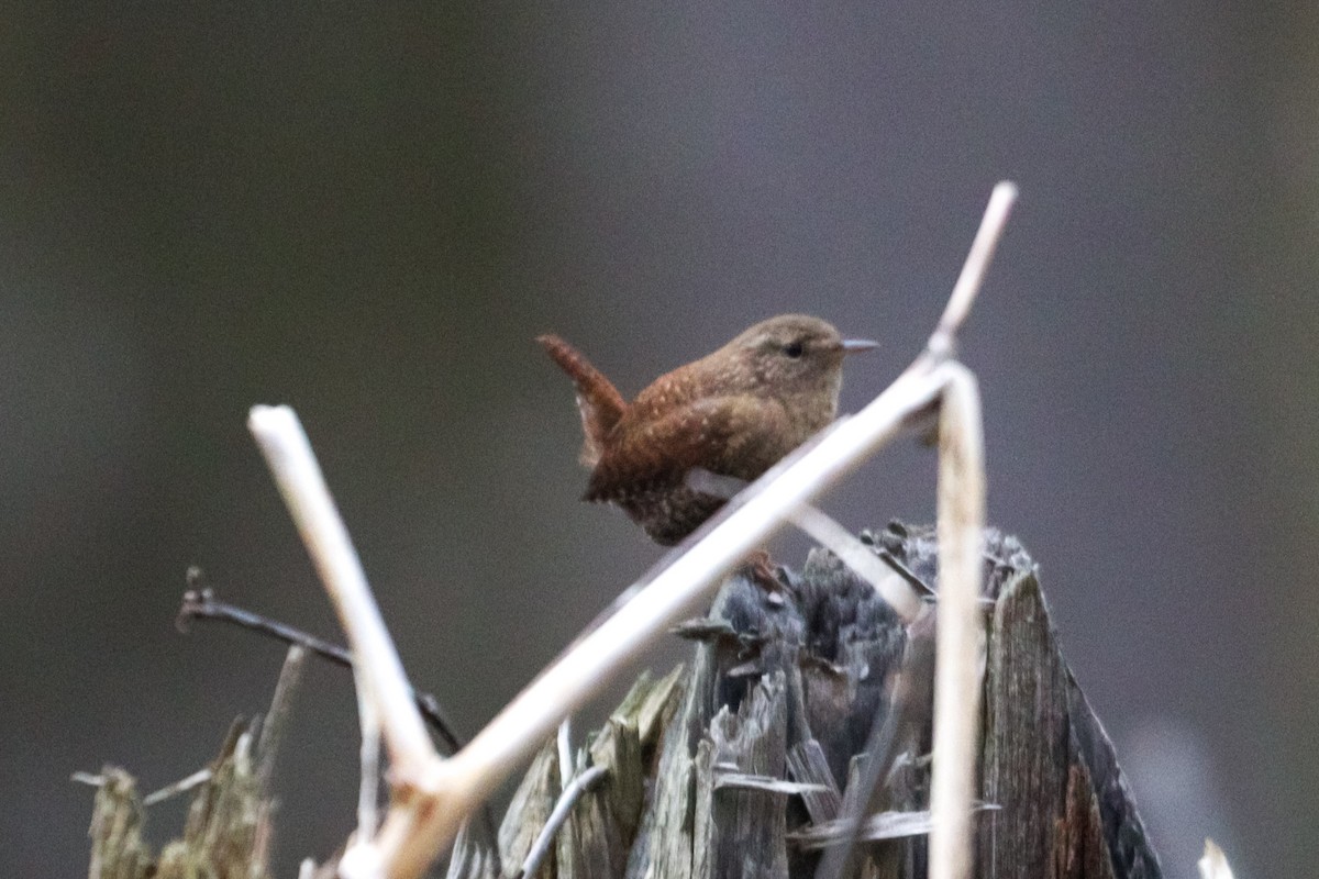 Winter Wren - ML616801353