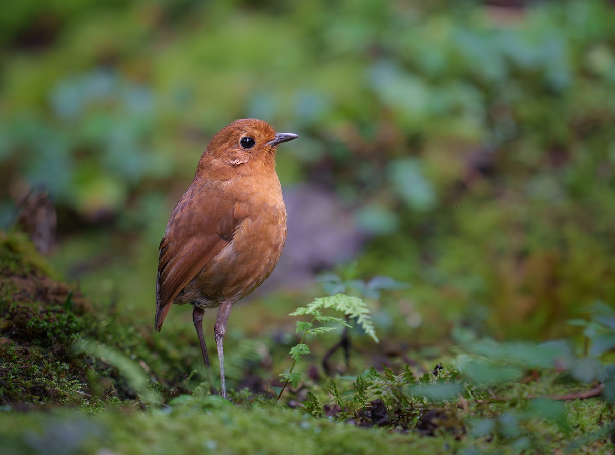 Equatorial Antpitta - ML616801369