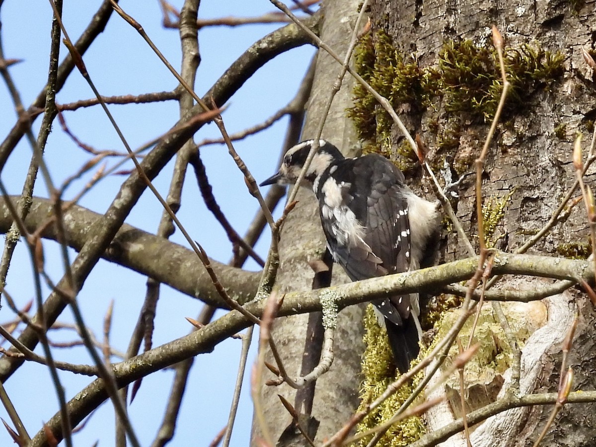 Hairy Woodpecker - ML616801388