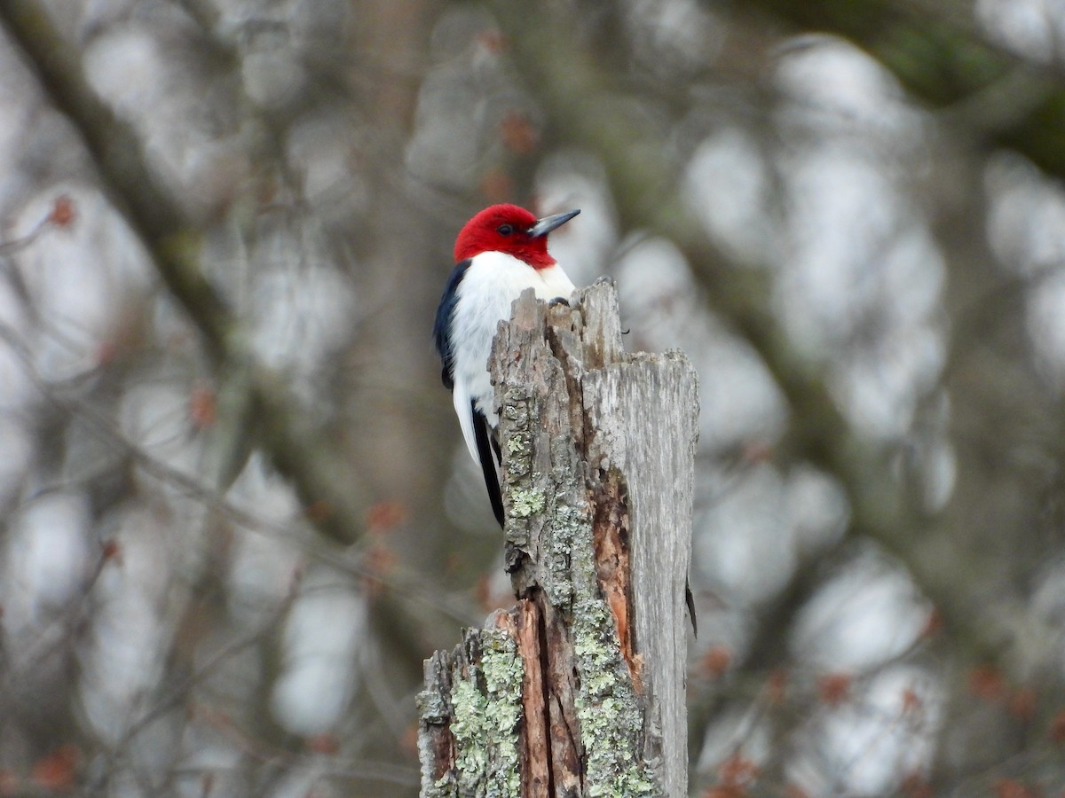 Red-headed Woodpecker - Kisa Weeman