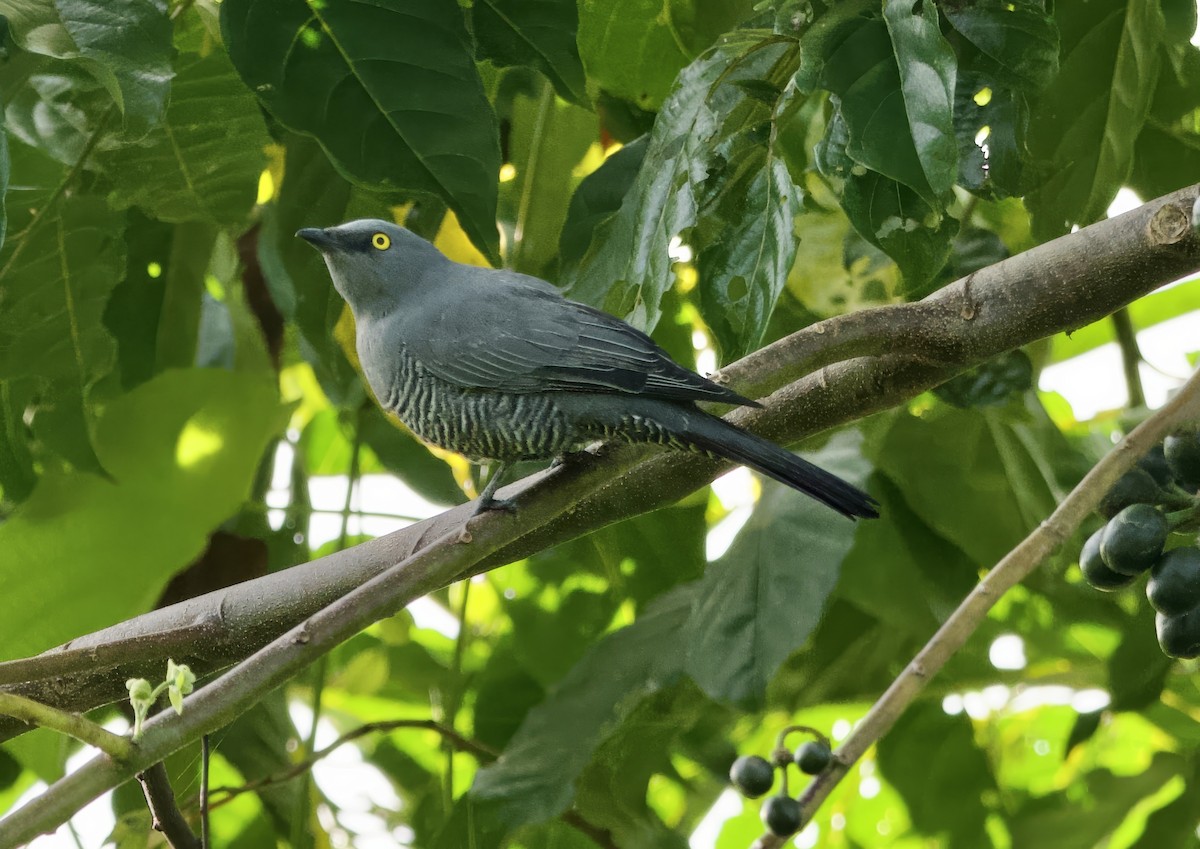 Barred Cuckooshrike - ML616801409