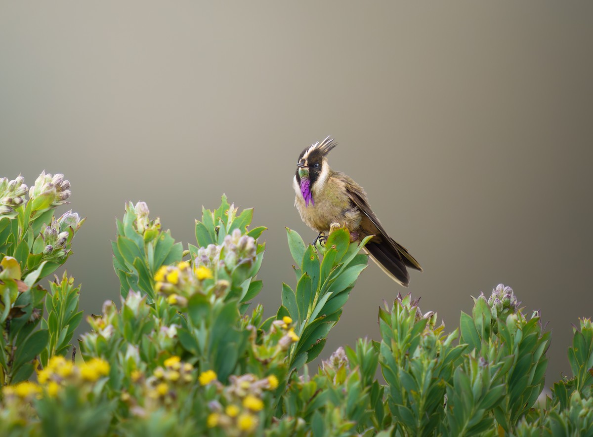 Buffy Helmetcrest - ML616801410