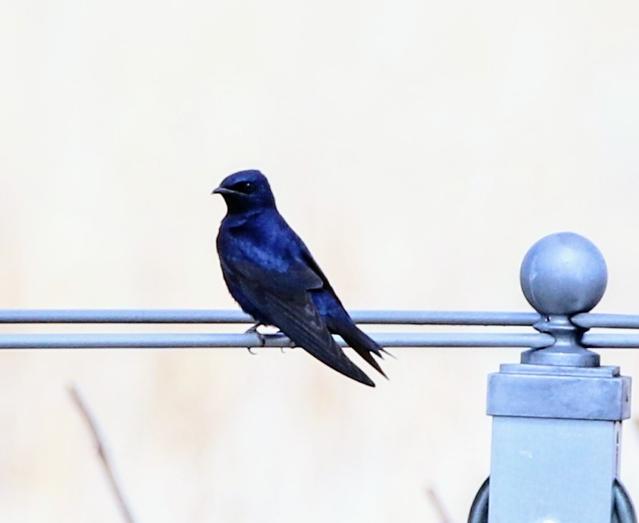 Purple Martin - Phil Mills