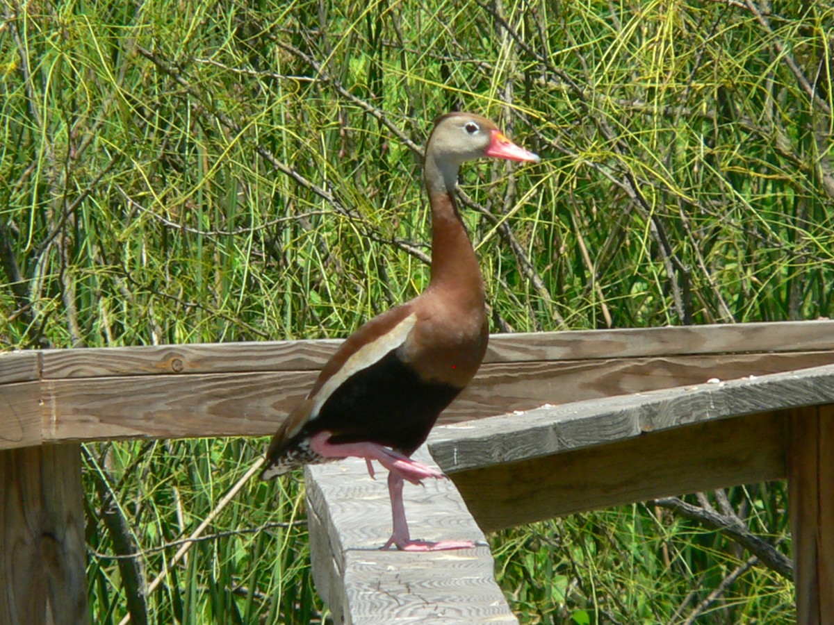 Black-bellied Whistling-Duck - ML616801448