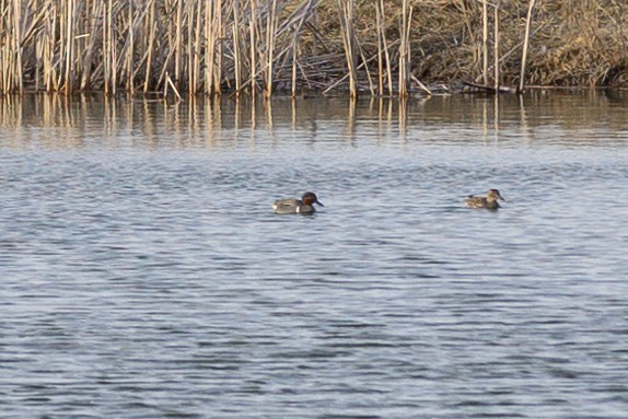 Green-winged Teal (Eurasian x American) - ML616801450