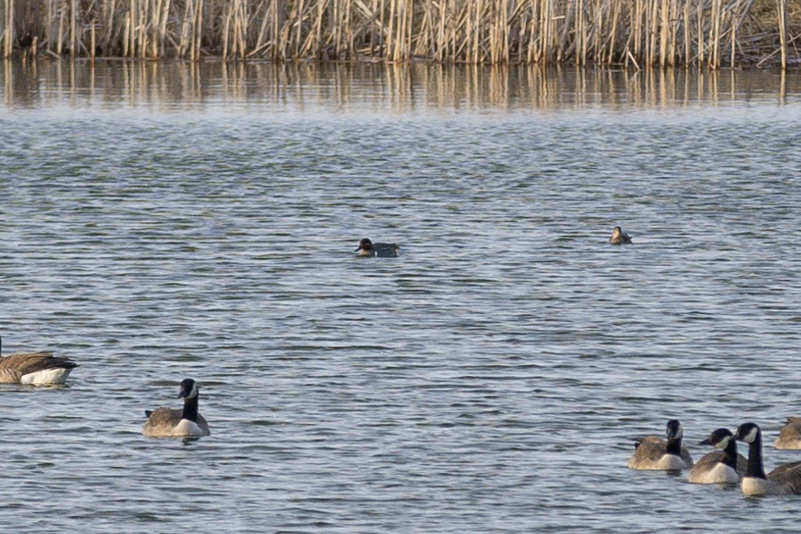 Green-winged Teal (Eurasian x American) - ML616801451