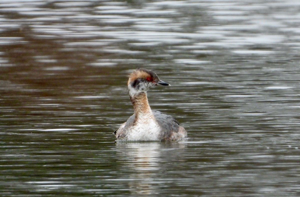 Horned Grebe - Kisa Weeman