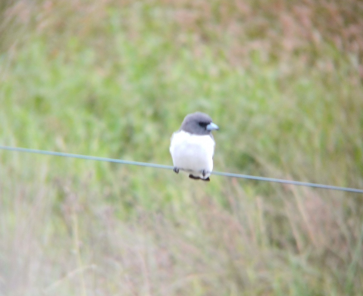White-breasted Woodswallow - ML616801468
