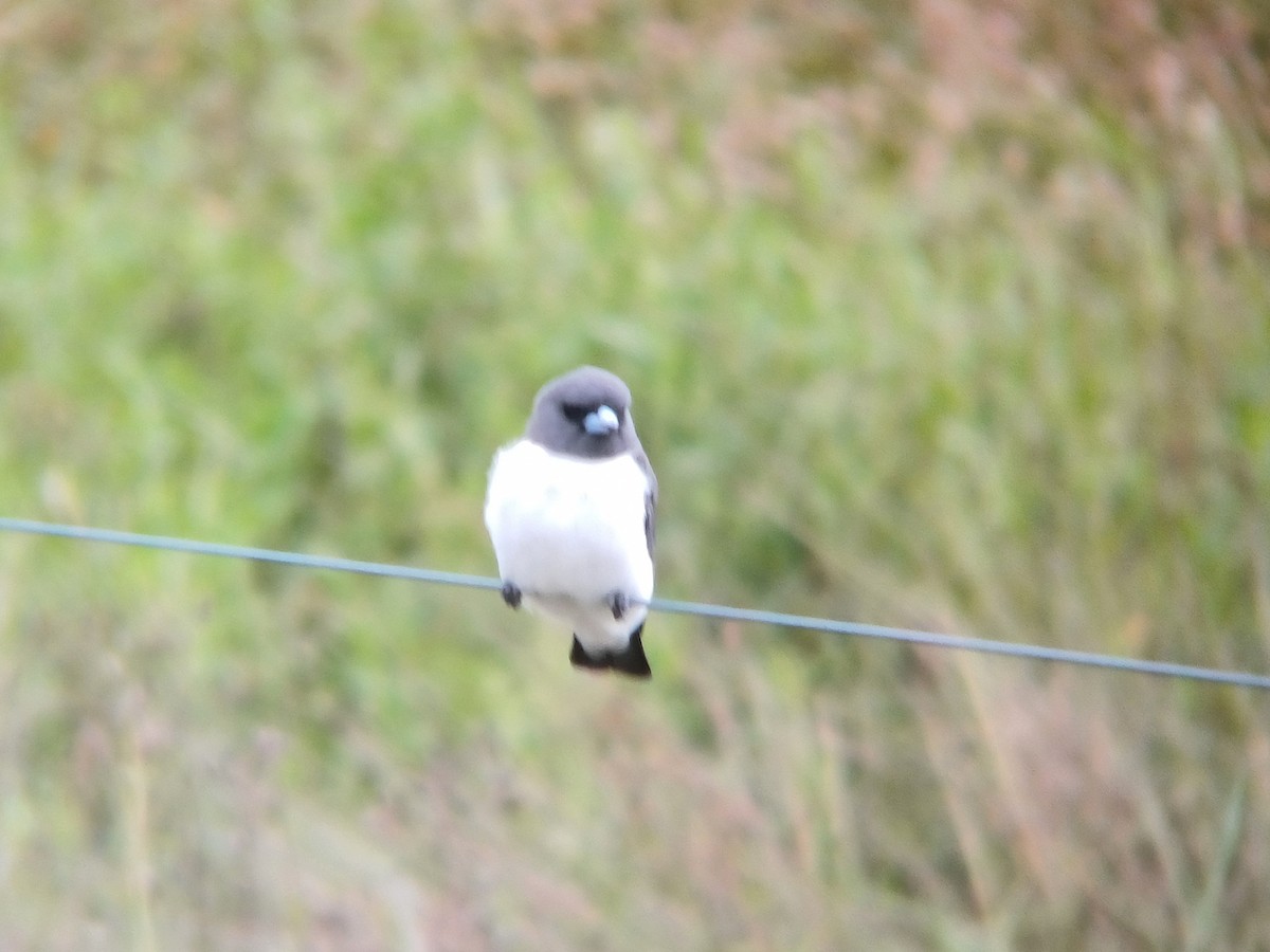 White-breasted Woodswallow - ML616801469