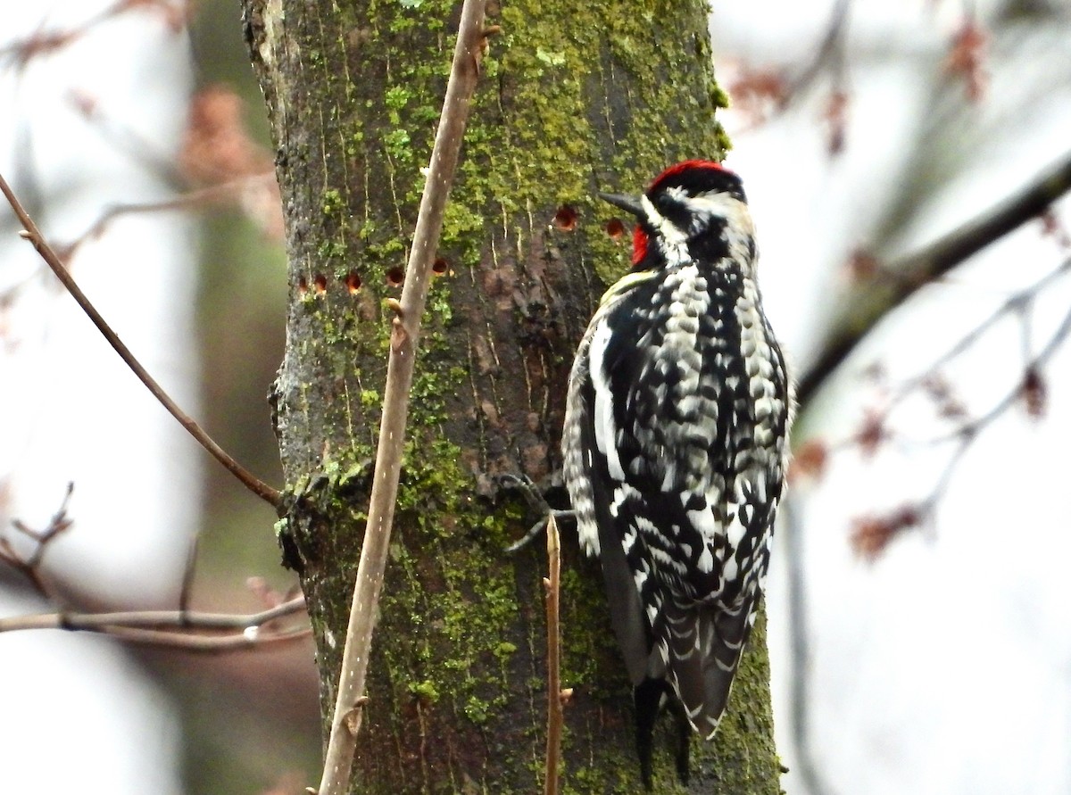 Yellow-bellied Sapsucker - Kisa Weeman