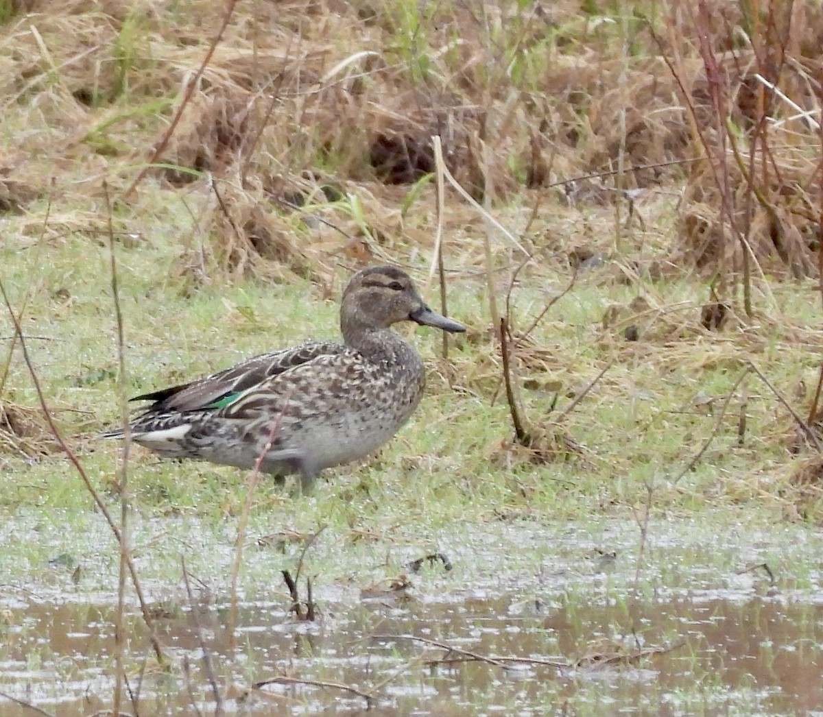 Green-winged Teal - ML616801553