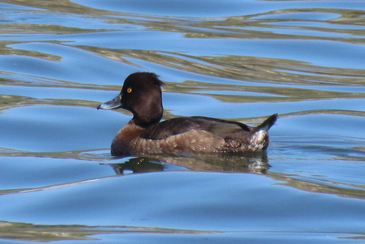 Tufted Duck - ML616801581